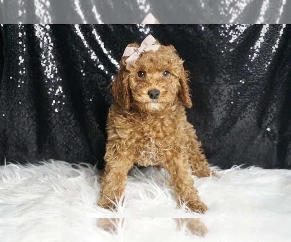 Medium Photo #22 Cavapoo Puppy For Sale in WARSAW, IN, USA
