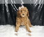 Small Photo #22 Cavapoo Puppy For Sale in WARSAW, IN, USA