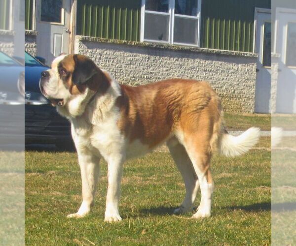 Medium Photo #1 Saint Bernard Puppy For Sale in MARIETTA, PA, USA