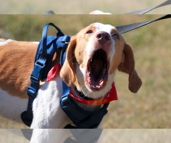Medium Photo #2 American Foxhound Puppy For Sale in Tampa, FL, USA