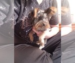Small Photo #2 Yorkshire Terrier Puppy For Sale in WINDYVILLE, MO, USA