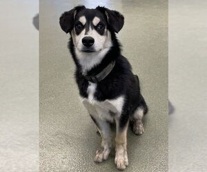 Beagle-Siberian Husky Mix Dogs for adoption in Lee's Summit, MO, USA
