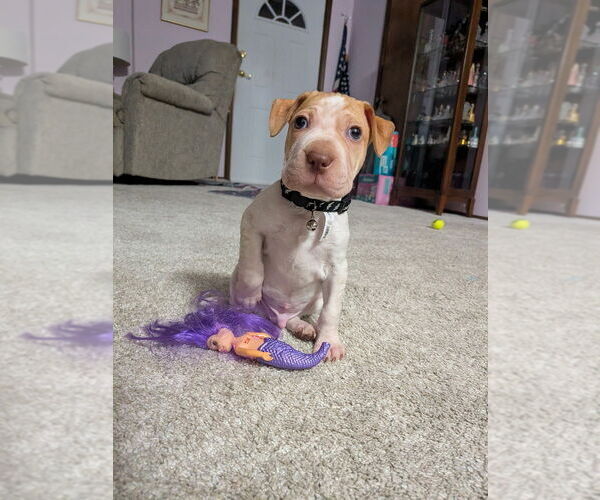 Medium Photo #2 Mutt Puppy For Sale in Vail, AZ, USA