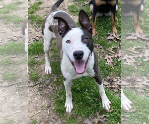 American Pit Bull Terrier-Unknown Mix Dogs for adoption in Wesley Chapel, SC, USA