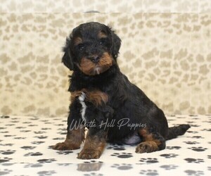 Miniature Bernedoodle Puppy for sale in DENVER, PA, USA