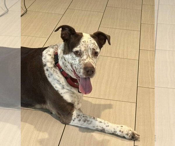 Medium Photo #10 Mutt Puppy For Sale in Pompano Beach , FL, USA