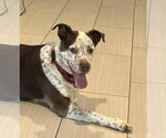 Small Photo #10 Mutt Puppy For Sale in Pompano Beach , FL, USA