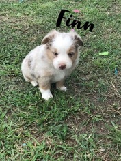Miniature Australian Shepherd Puppy for sale in BIRCHWOOD, TN, USA
