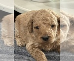 Small #3 Goldendoodle (Miniature)