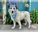 Small #3 Anatolian Shepherd-Great Pyrenees Mix
