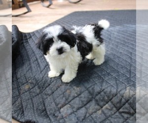 Havashu Puppy for sale in THAYER, KS, USA
