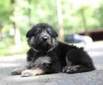 Small Photo #41 German Shepherd Dog Puppy For Sale in REDFIELD, AR, USA
