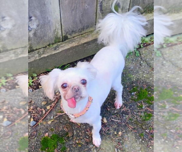 Medium Photo #3 Shih Tzu-Unknown Mix Puppy For Sale in Olalla, WA, USA