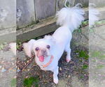 Small #2 Shih Tzu Mix
