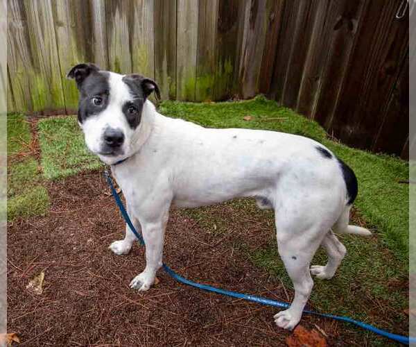 Medium Photo #2 Lab-Pointer Puppy For Sale in Kennesaw, GA, USA