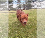 Small #1 Mutt