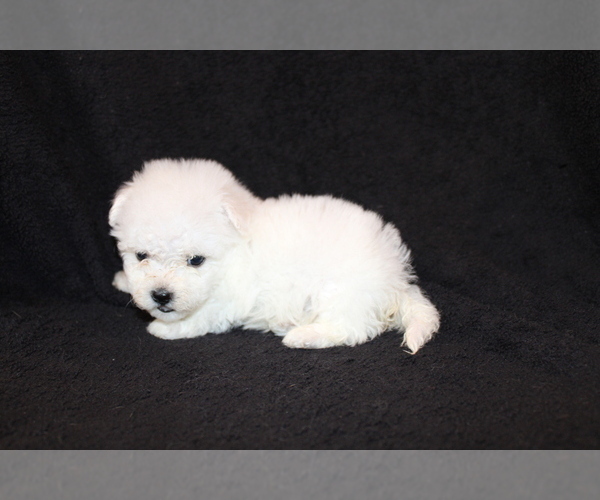 Medium Photo #7 Bichon Frise Puppy For Sale in BLOOMINGTON, IN, USA