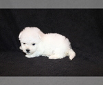 Small Photo #7 Bichon Frise Puppy For Sale in BLOOMINGTON, IN, USA