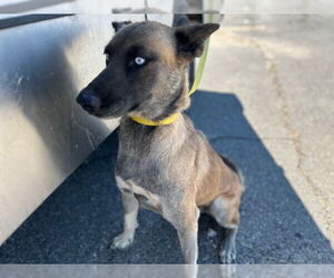 Siberian Husky-Unknown Mix Dogs for adoption in HESPERIA, CA, USA