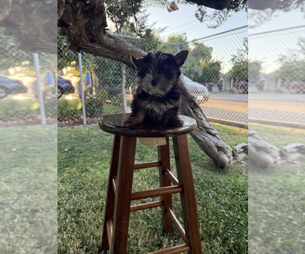 Medium Photo #1 Yorkshire Terrier Puppy For Sale in MODESTO, CA, USA