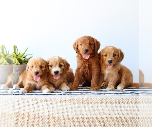 Medium Photo #6 Goldendoodle Puppy For Sale in LITITZ, PA, USA