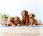 Small #5 Goldendoodle