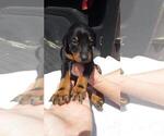 Small Photo #2 Doberman Pinscher Puppy For Sale in WESTWOOD, CA, USA