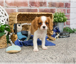Small #9 Cavalier King Charles Spaniel