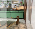 Small Photo #6 Rat Terrier Puppy For Sale in Orlando, FL, USA