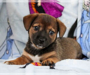 Dachshund-Unknown Mix Dogs for adoption in Weston, FL, USA