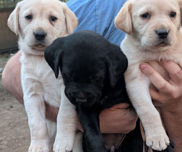 Medium Photo #3 Labrador Retriever Puppy For Sale in SHELTON, WA, USA