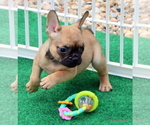 Small Photo #40 French Bulldog Puppy For Sale in WINNSBORO, TX, USA