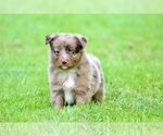 Small Photo #15 Australian Shepherd Puppy For Sale in NEWTON FALLS, OH, USA