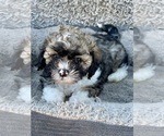 Puppy Marley Zuchon