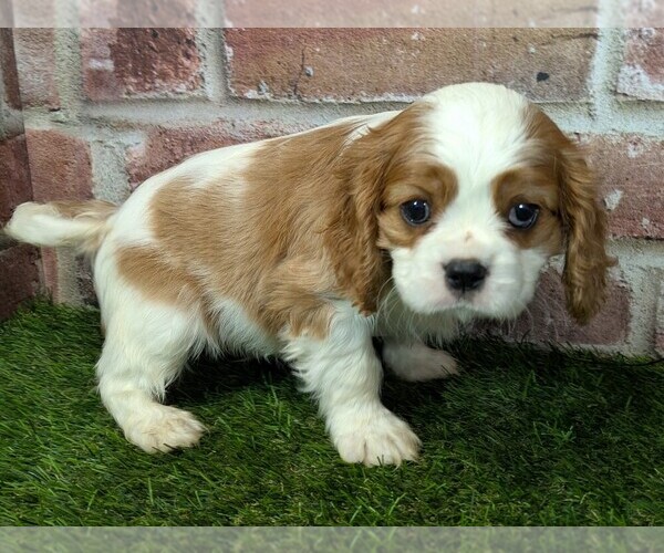 Medium Photo #7 Cavalier King Charles Spaniel Puppy For Sale in MOBERLY, MO, USA