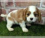 Small #6 Cavalier King Charles Spaniel