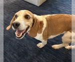 Small #9 Beagle
