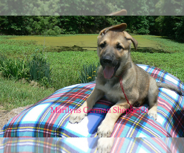 Medium Photo #2 German Shepherd Dog Puppy For Sale in PIEDMONT, MO, USA