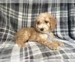Small #2 Cockapoo