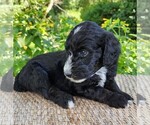 Small #7 F2 Aussiedoodle