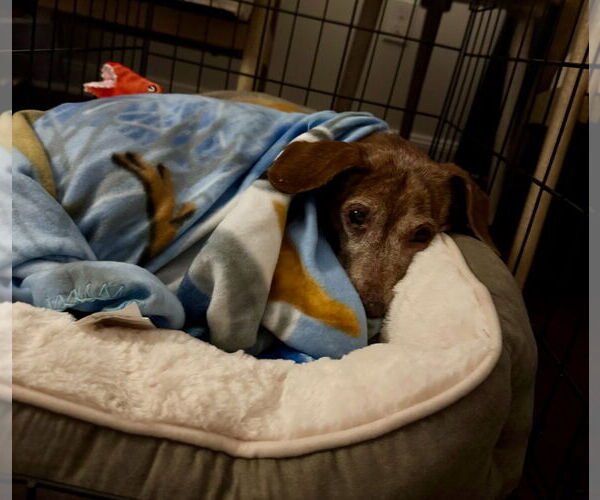 Medium Photo #4 Dachshund Puppy For Sale in Weston, FL, USA