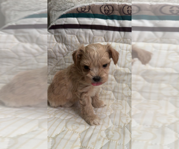 Medium Photo #5 Maltipoo (Toy) Puppy For Sale in DALLAS, TX, USA