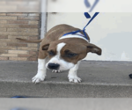 Small #19 Treeing Walker Coonhound Mix