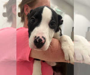 Mutt Dogs for adoption in Hilton Head, SC, USA