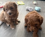 Small #1 Maltipoo