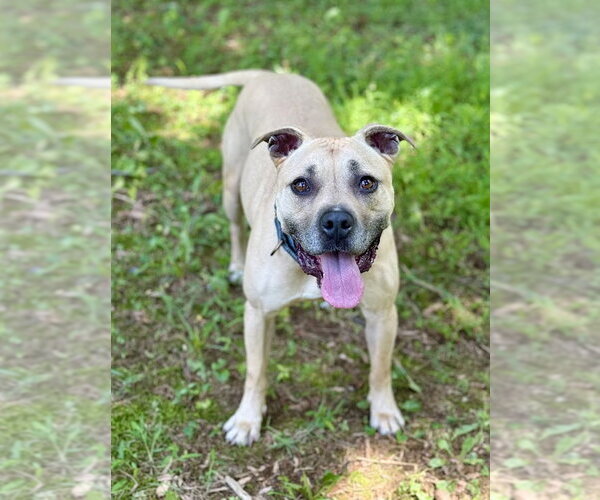 Medium Photo #2 American Staffordshire Terrier Puppy For Sale in Cranford, NJ, USA