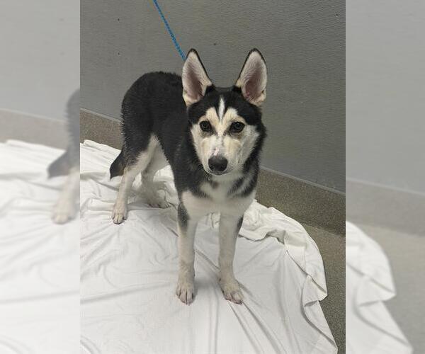 Medium Photo #1 Siberian Husky-Unknown Mix Puppy For Sale in Las Vegas, NV, USA