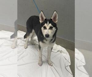 Siberian Husky-Unknown Mix Dogs for adoption in Las Vegas, NV, USA