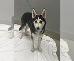 *MUFFIN - Male Siberian Husky-Unknown Mix Dog for Adoption - Small photo