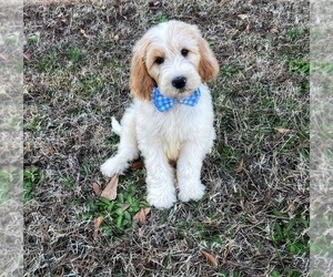 Goldendoodle Puppy for sale in CHESNEE, SC, USA